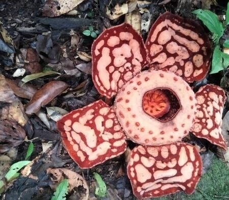 Indonesia Jadi Rumah Terbesar Buat Bunga Rafflesia di Dunia