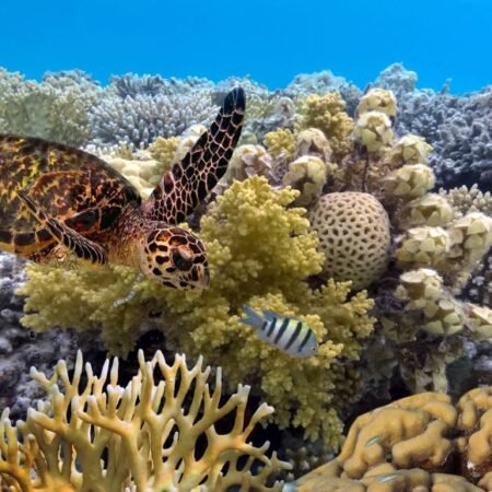 Great Barrier Reef Queensland, Surga Snorkeling dan Menyelam Dunia