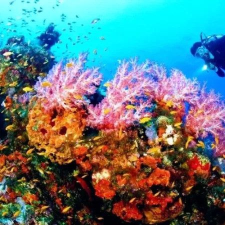 Taman Laut Olele: Hidden Gem Bawah Laut di Gorontalo yang Bikin Nagih