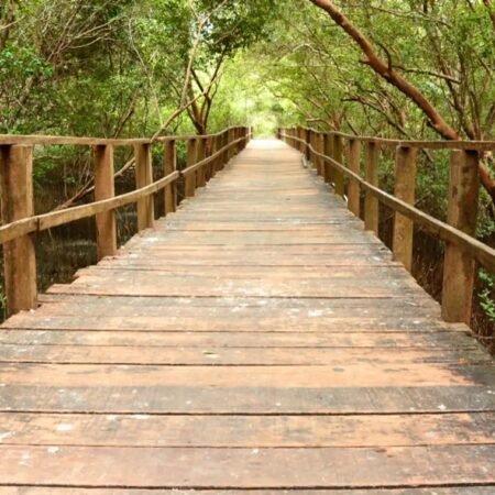 Taman Mangrove Morosari Demak, Tempat Healing Santai di Pinggir Laut