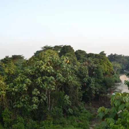Taman Nasional Tesso Nilo, Surga Keanekaragaman Hayati di Jantung Riau