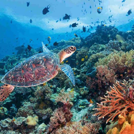 Taman Nasional Wakatobi, Surga Laut di Timur Indonesia
