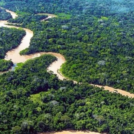 Menjelajah Hutan Hujan Amazon: Petualangan Liar di Jantung Alam Dunia