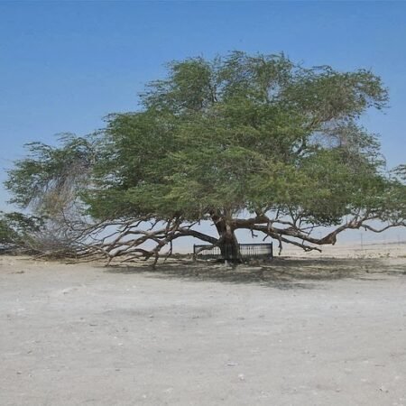 Tree of Life Bahrain: Pohon Kehidupan yang Bertahan di Tengah Gurun