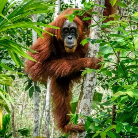 Bukit Lawang: Tempat Terbaik Ketemu Orangutan Liar di Langkat