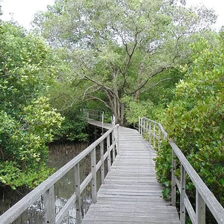 Hutan Mangrove Suwung, Cara Anti Mainstream Nikmati Alam di Tengah Denpasar