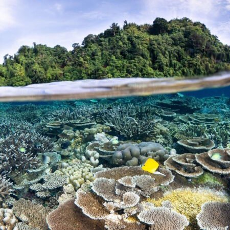 Teluk Kimbe Papua Nugini, Spot Diving Kelas Dunia dengan Laut Super Jernih