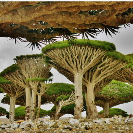 Pulau Socotra Yaman, Negeri Alien dengan Alam Paling Unik di Dunia