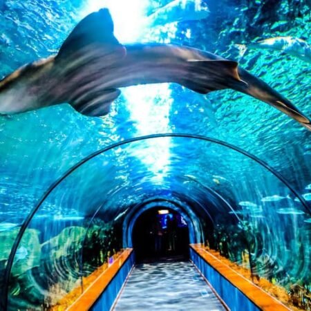 Aquarium Barcelona, Wisata Bawah Laut yang Wajib Masuk Daftar Liburan