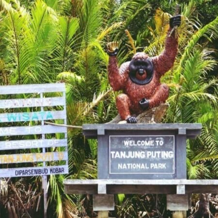 Pesona Taman Nasional Tanjung Puting, Rumah Orangutan Terbesar di Dunia