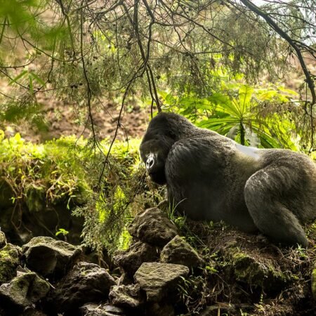 Wisata Ekstrem di Rwanda! Trekking Hutan Ketemu Gorila Gunung Secara Langsung