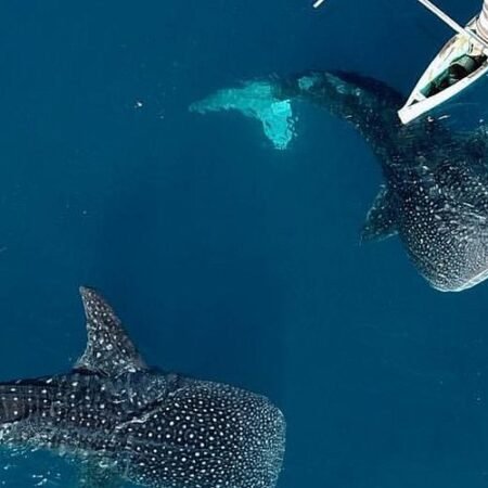 Wisata Hiu Paus Botubarani: Berenang Bareng Raksasa Laut di Gorontalo