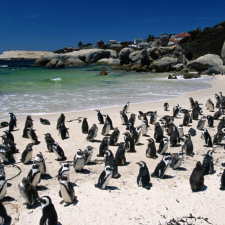 Boulders Beach: Surga Penguin Afrika di Tepi Laut Cape Town