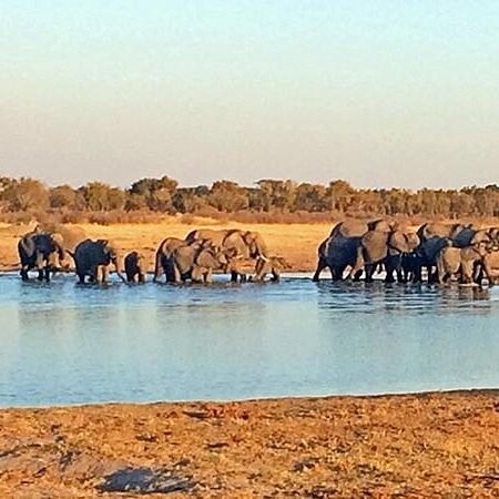 Hwange National Park, Surga Safari Afrika dengan Ribuan Gajah Liar