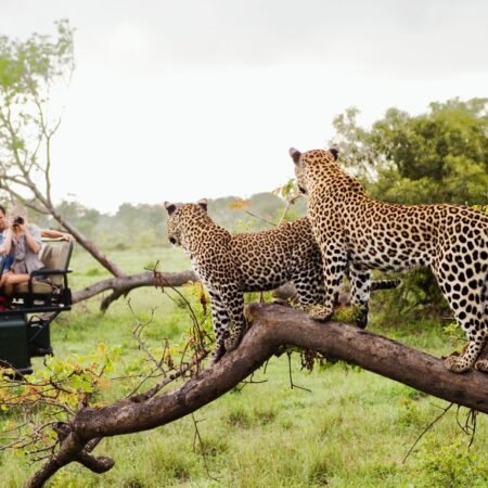 Kruger National Park, Surga Safari Afrika yang Jadi Rumah Big Five