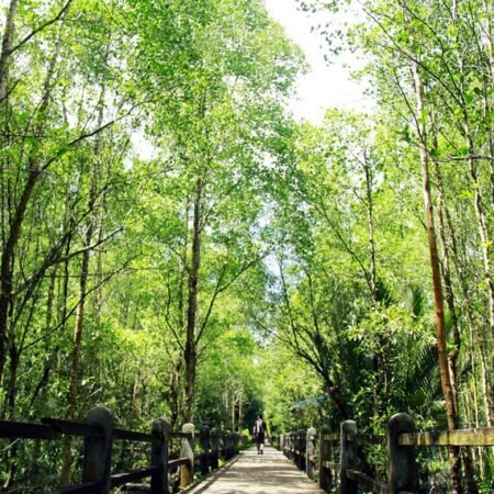 Melihat Bekantan di Alam Bebas? Cuma di Kawasan Konservasi Mangrove Tarakan