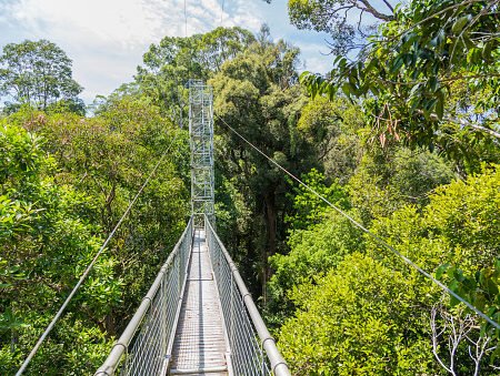 Taman Nasional Ulu Temburong, Surga Hijau Brunei yang Masih Sangat Alami