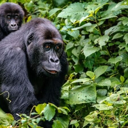 Taman Nasional Virunga, Rumah Gorila Gunung Langka di Jantung Afrika