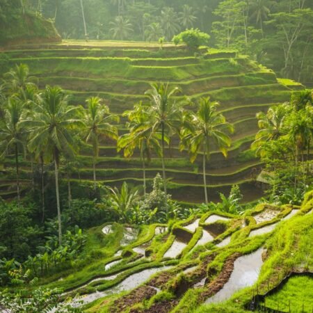 Tegallalang Rice Terrace, Wisata Sawah Bertingkat Terindah di Gianyar Bali
